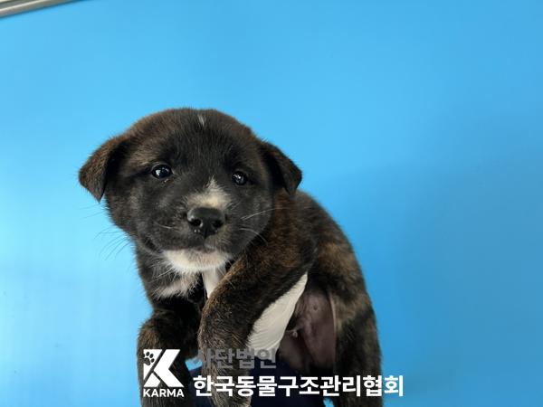 종료(안락사) 믹스…