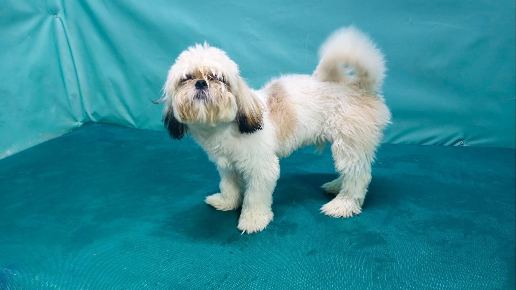 보호중 시츄의 가족…