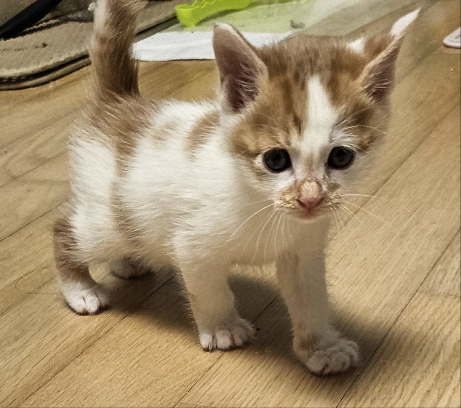 종료(입양) 한국 …