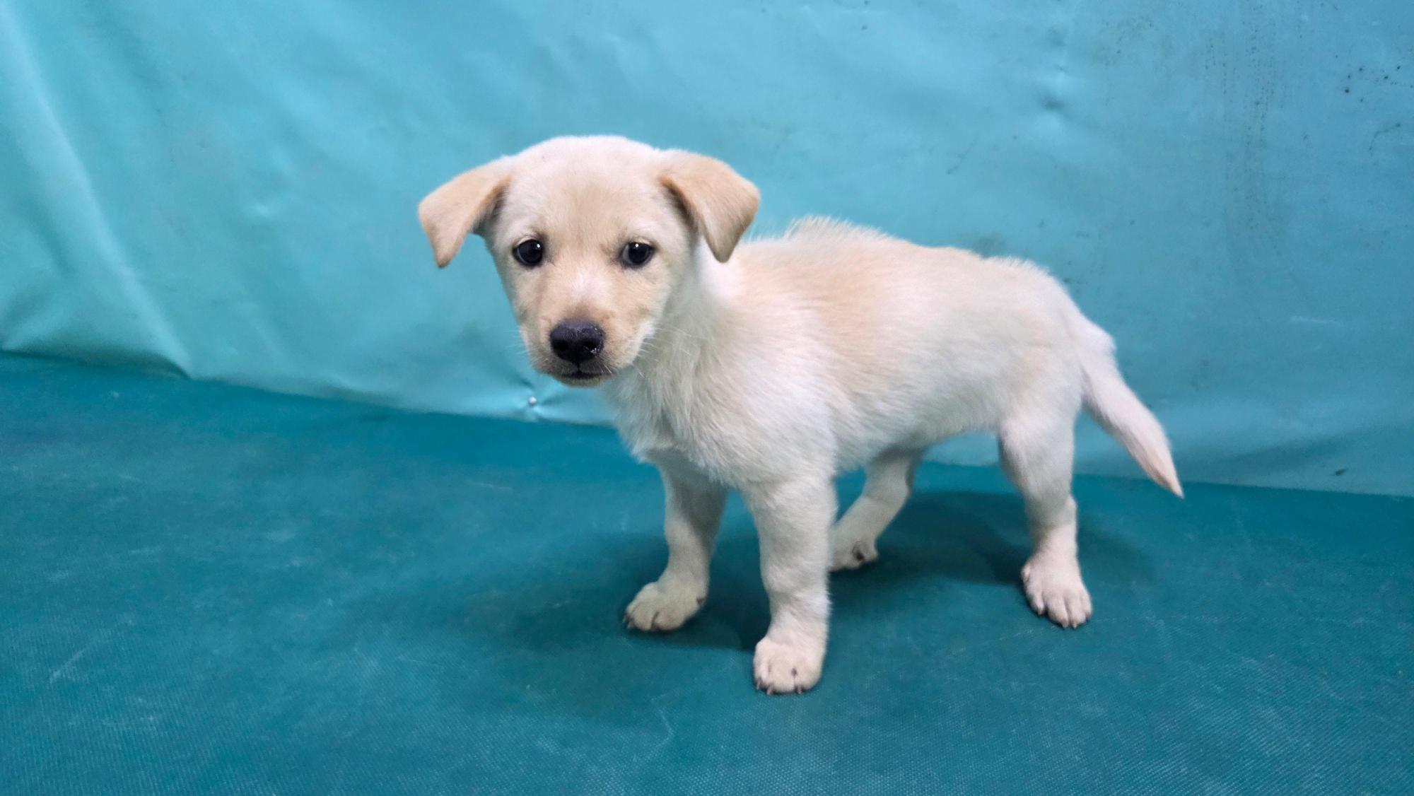 보호중 믹스견의 가…