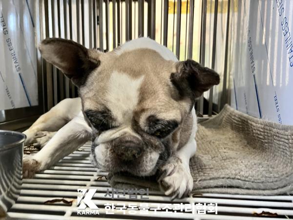 한국동물구조관리협회_411322202500612