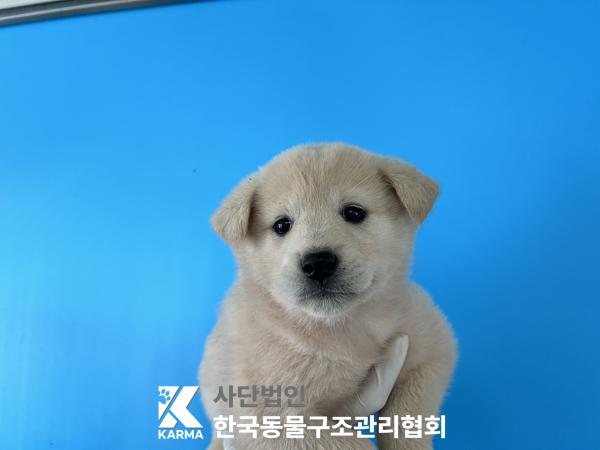 종료(안락사) 믹스…