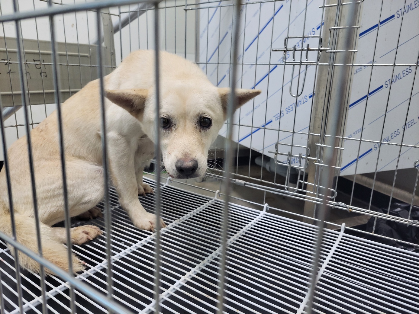 고양시동물보호센터_441394202502378