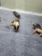 종료(자연사) 한국…