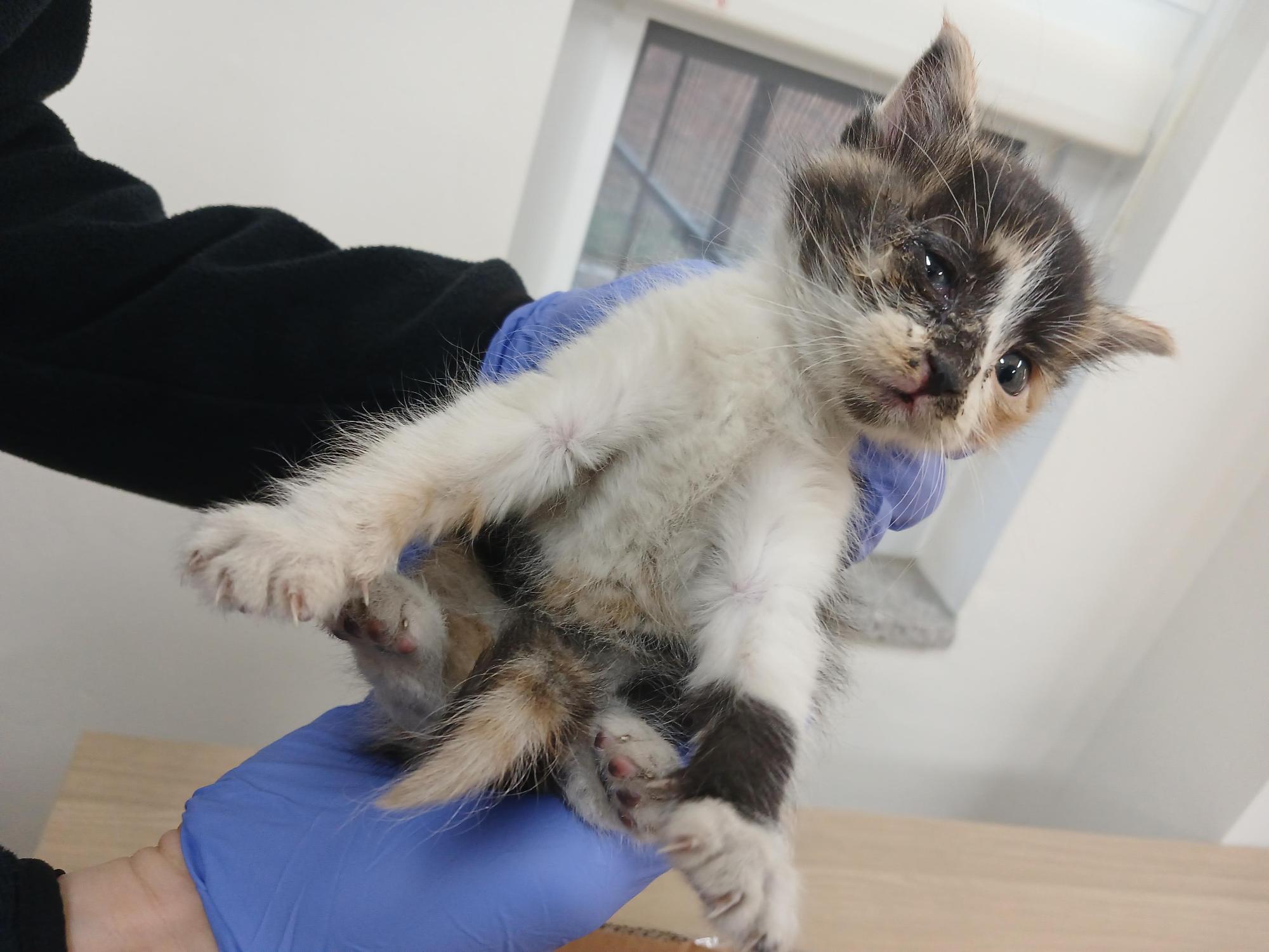 보호중 한국 고양이…