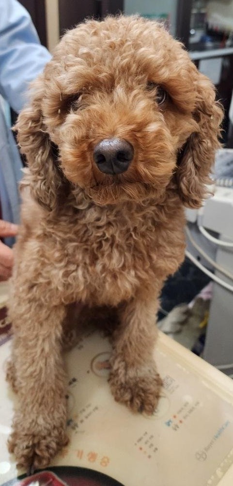 종료(반환) 푸들의…