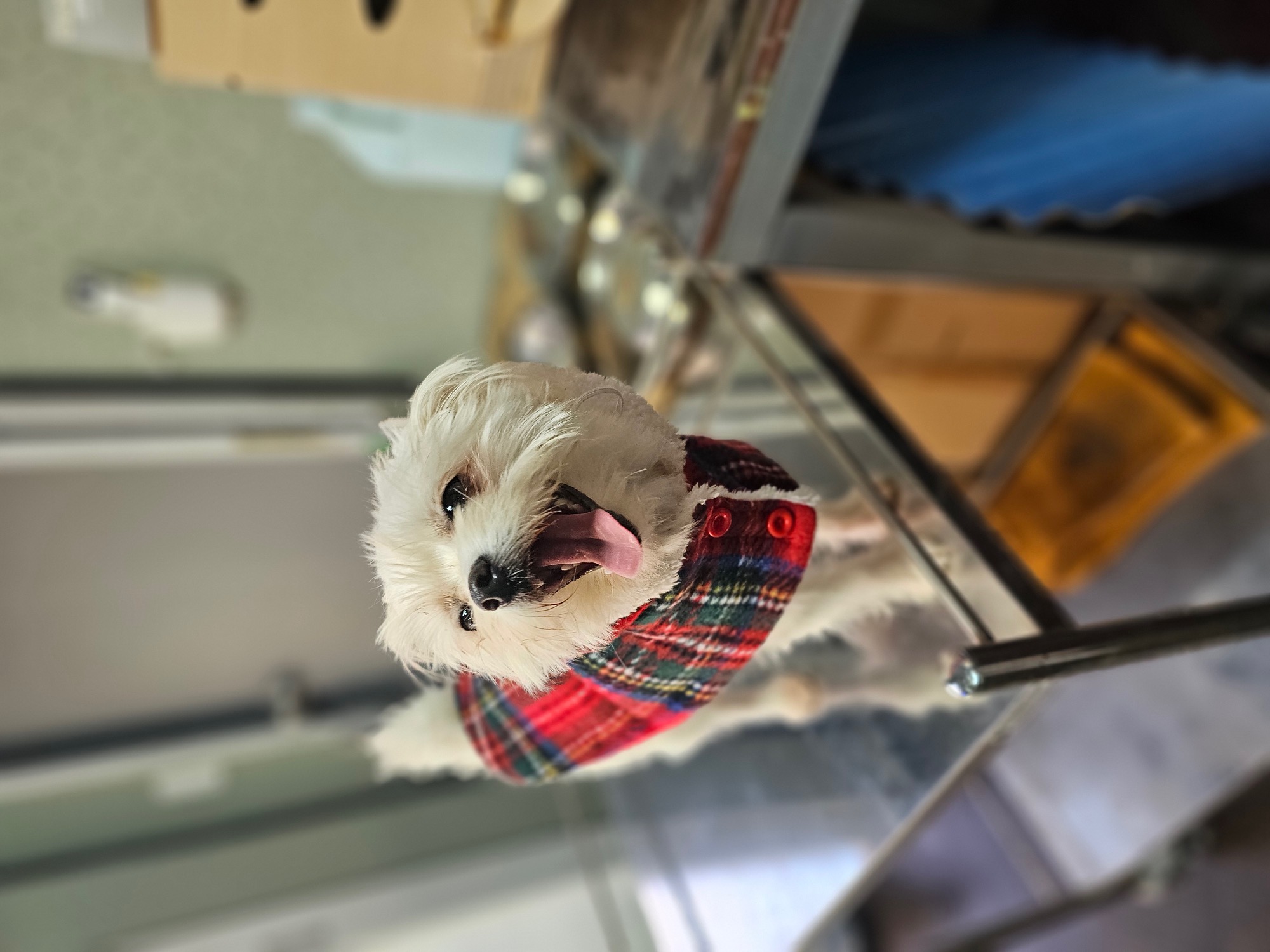 보호중 믹스견의 가…