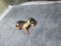 종료(자연사) 한국…