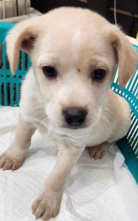 공주시 동물보호센터_444450202500511