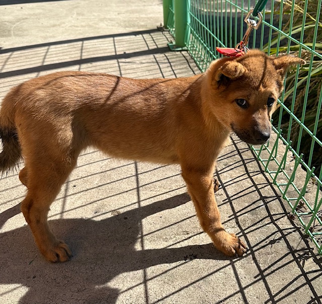 종료(자연사) 믹스…