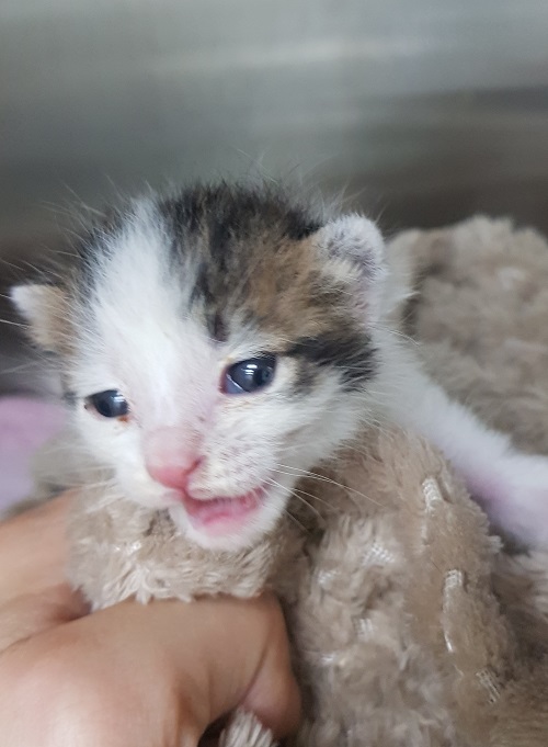 조재진동물병원_428354202501097