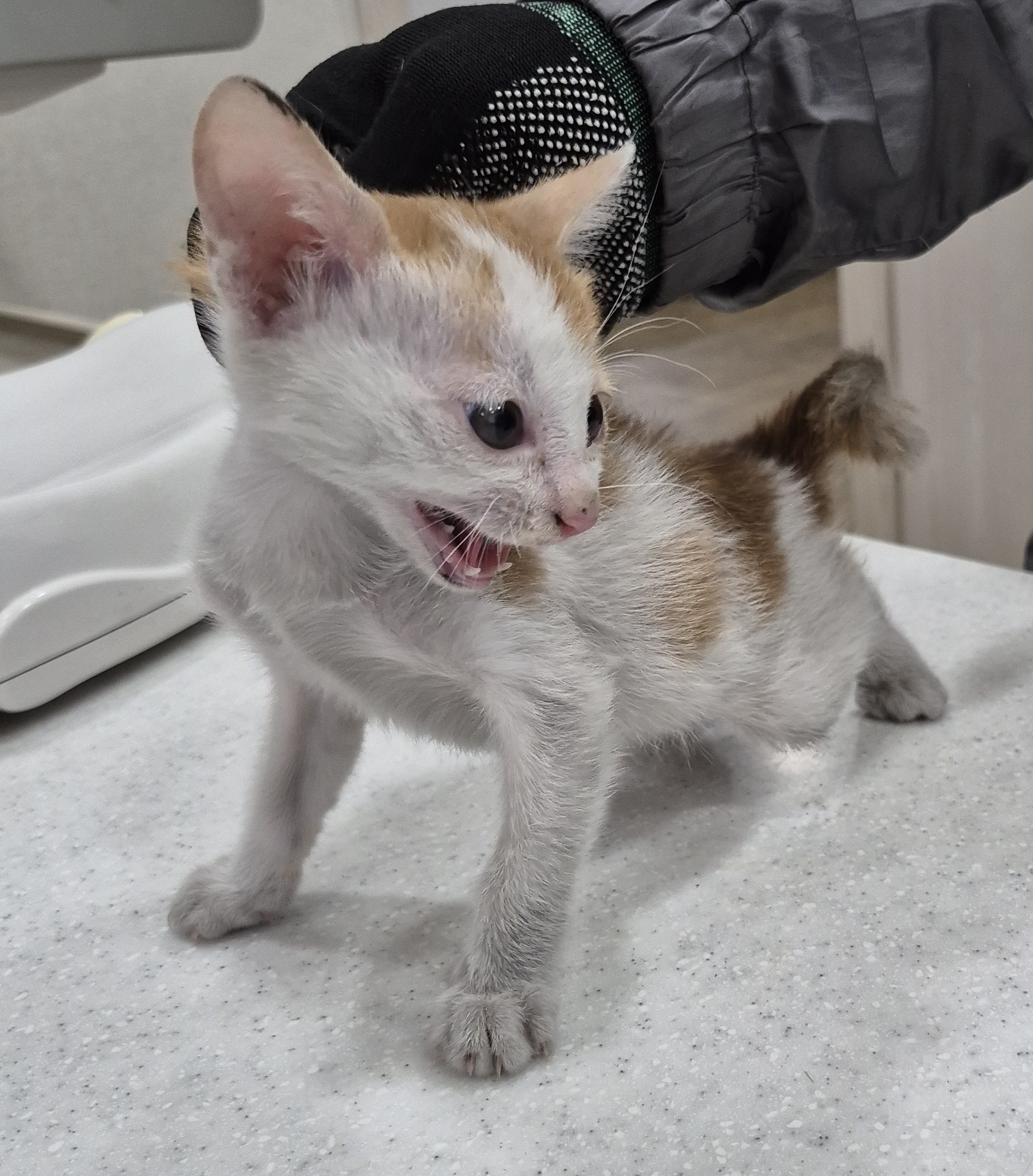 종료(안락사) 한국…