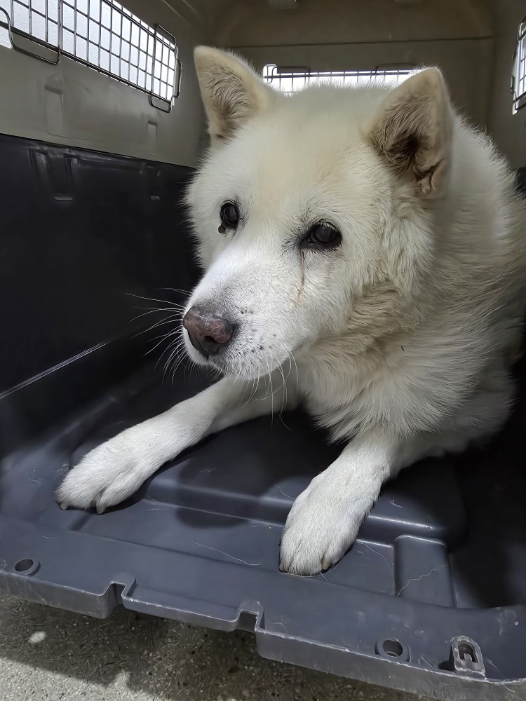 종료(반환) 진도견…