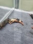 종료(자연사) 한국…