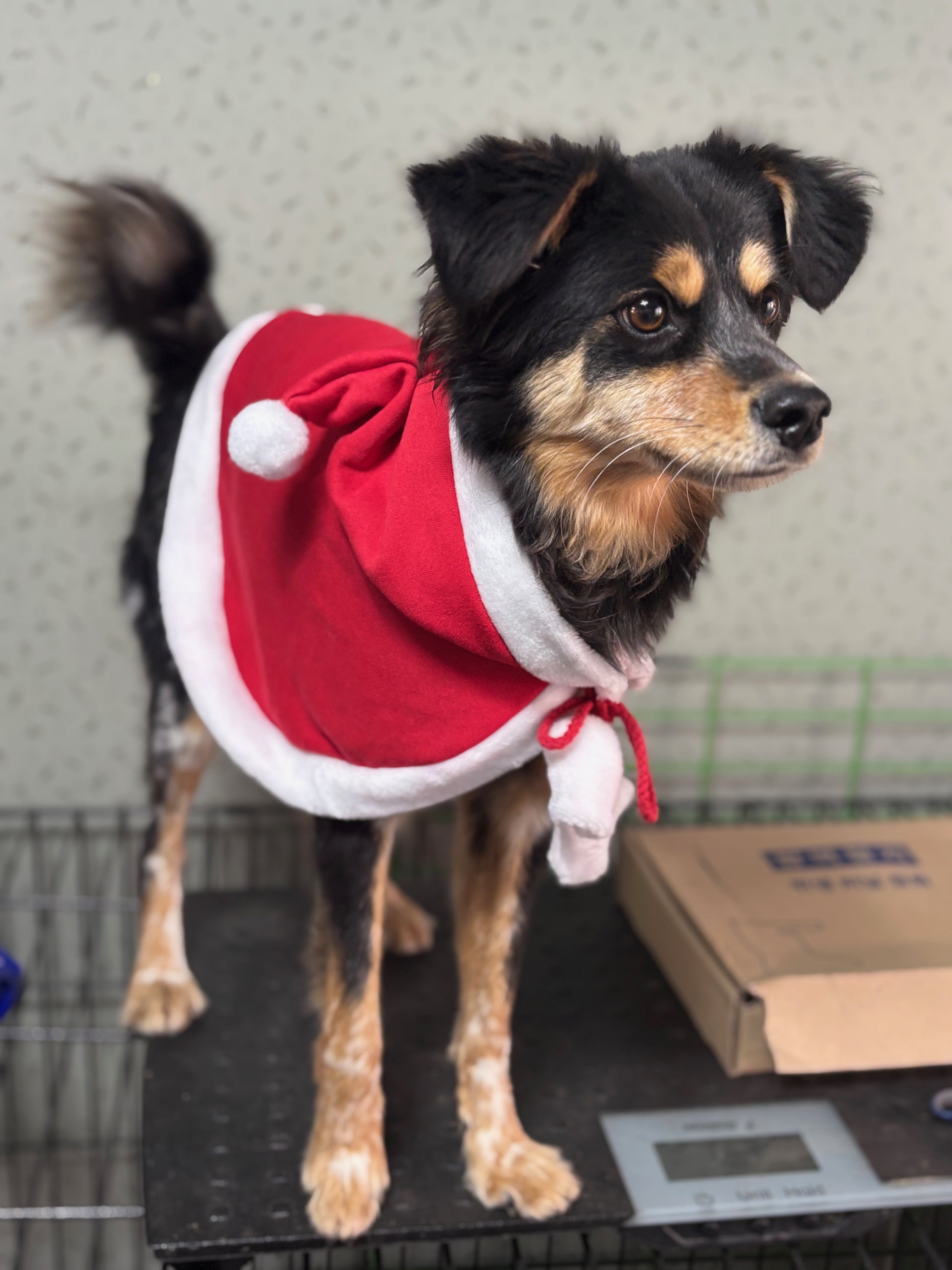 보호중 믹스견의 가…