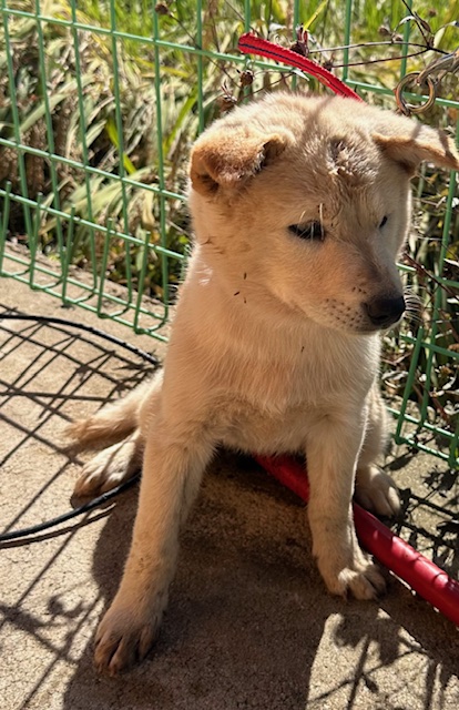 종료(자연사) 믹스…