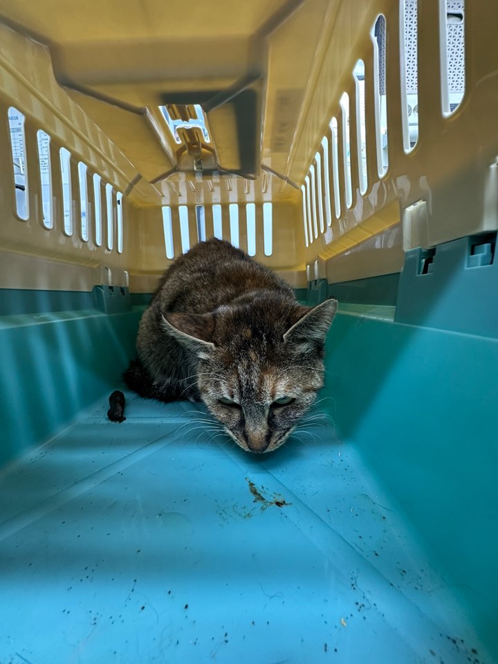 신공항동물병원_428349202500950