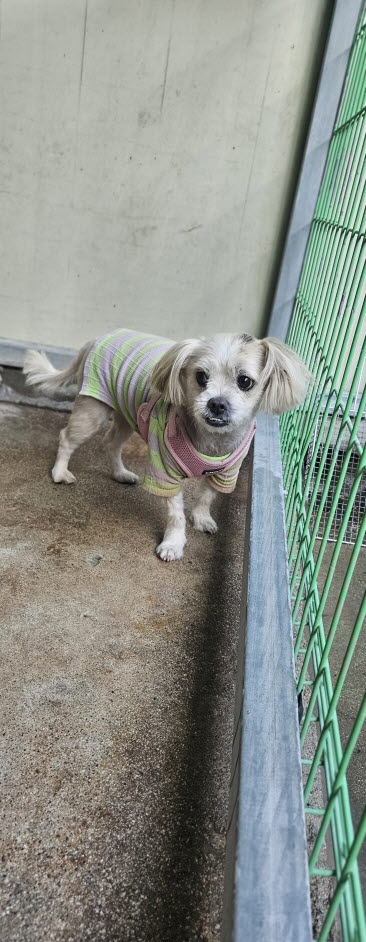 보호중 믹스견의 가…