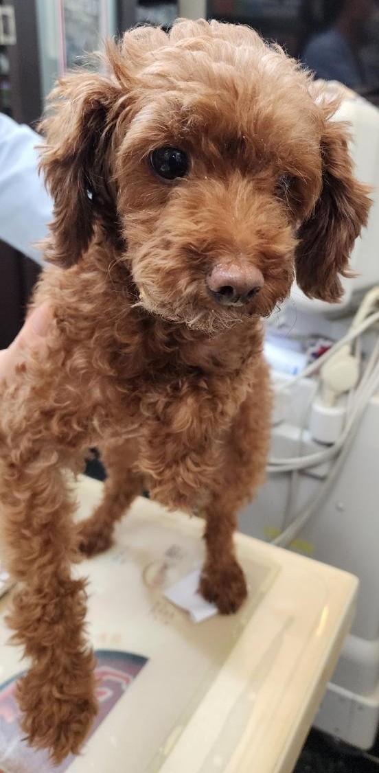 종료(반환) 푸들의…