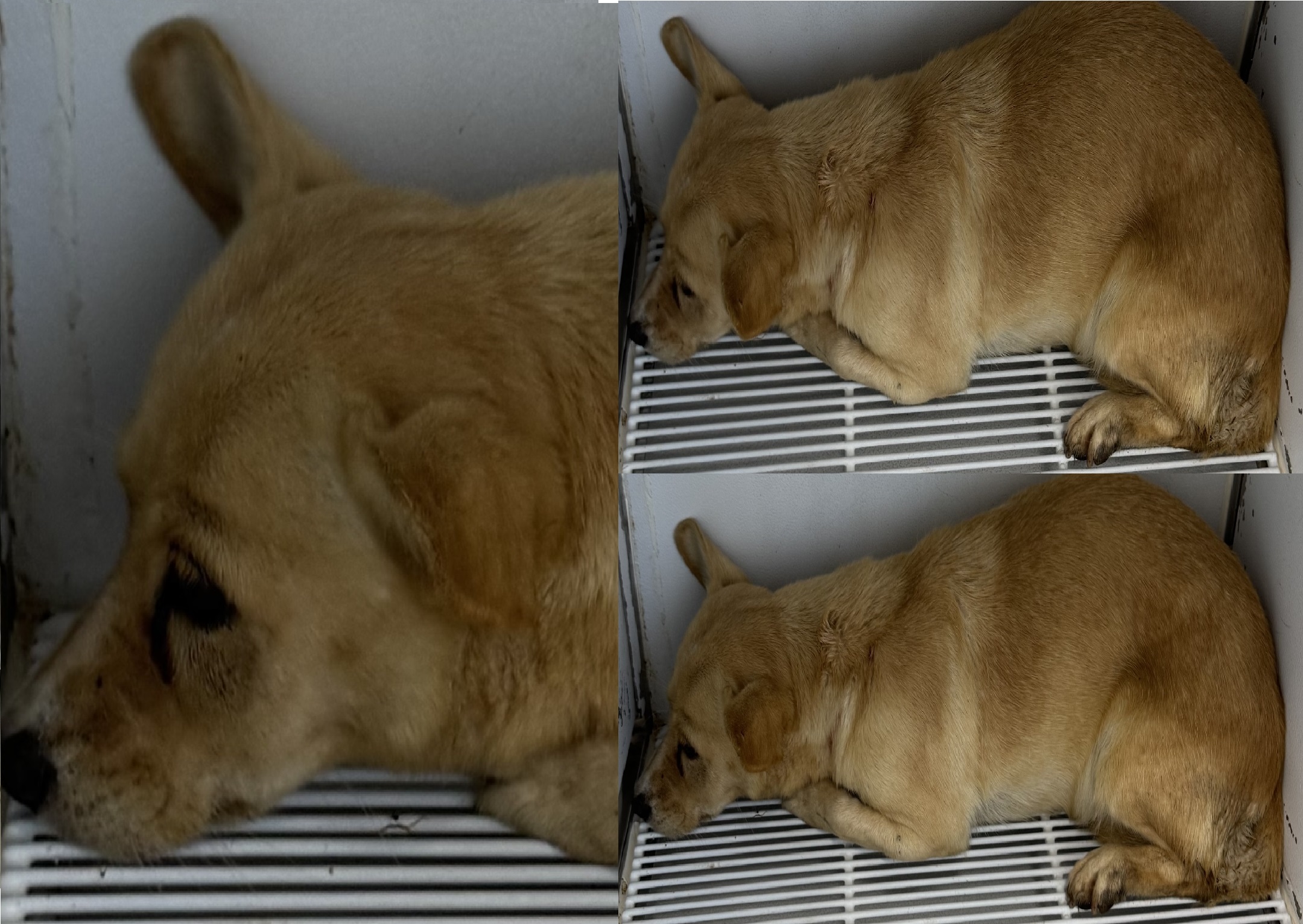 보호중 믹스견의 가…