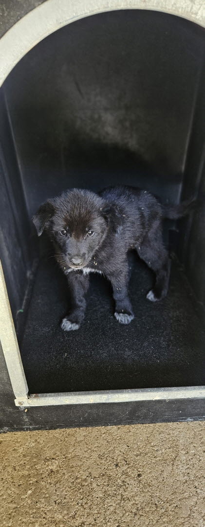 보호중 믹스견의 가…