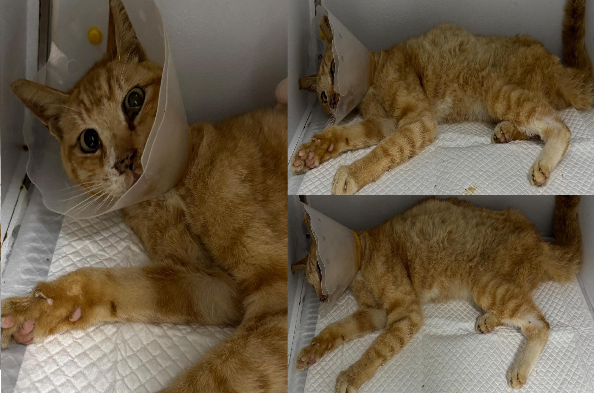 종료(자연사) 한국…