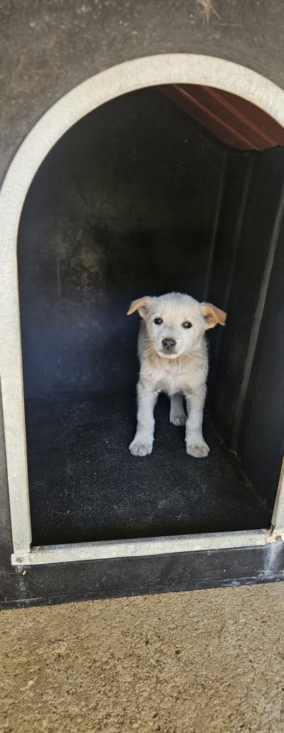 보호중 진도견의 가…