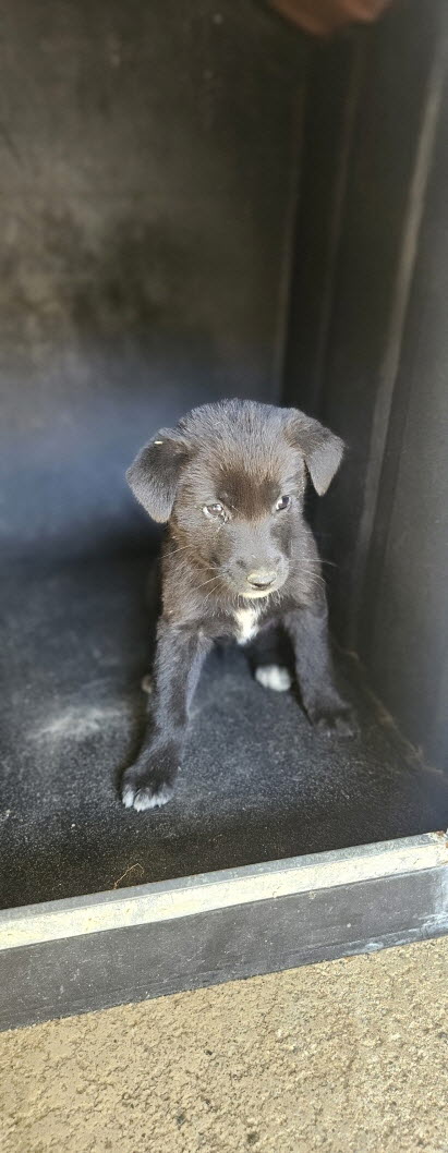 익산유기동물보호소_445468202502962