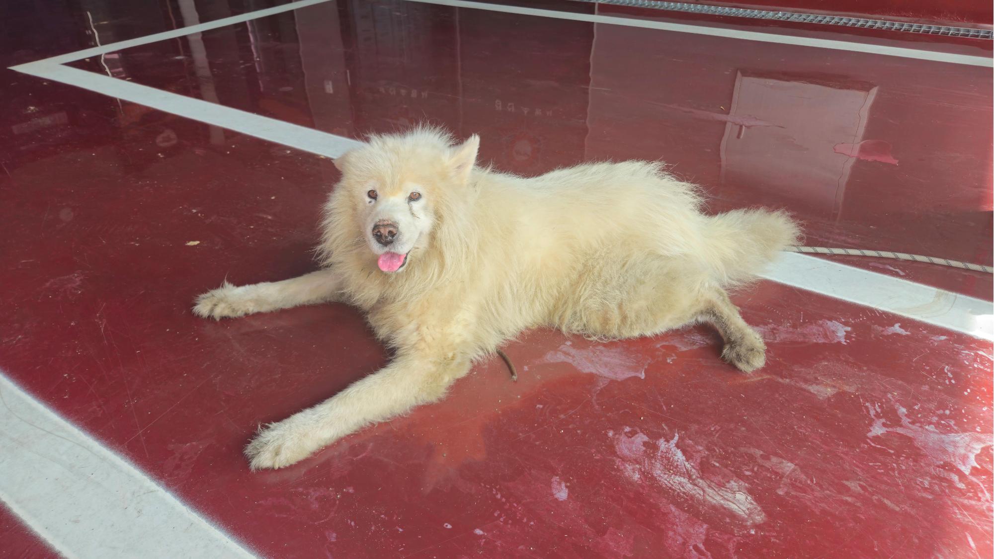 종료(반환) 사모예…