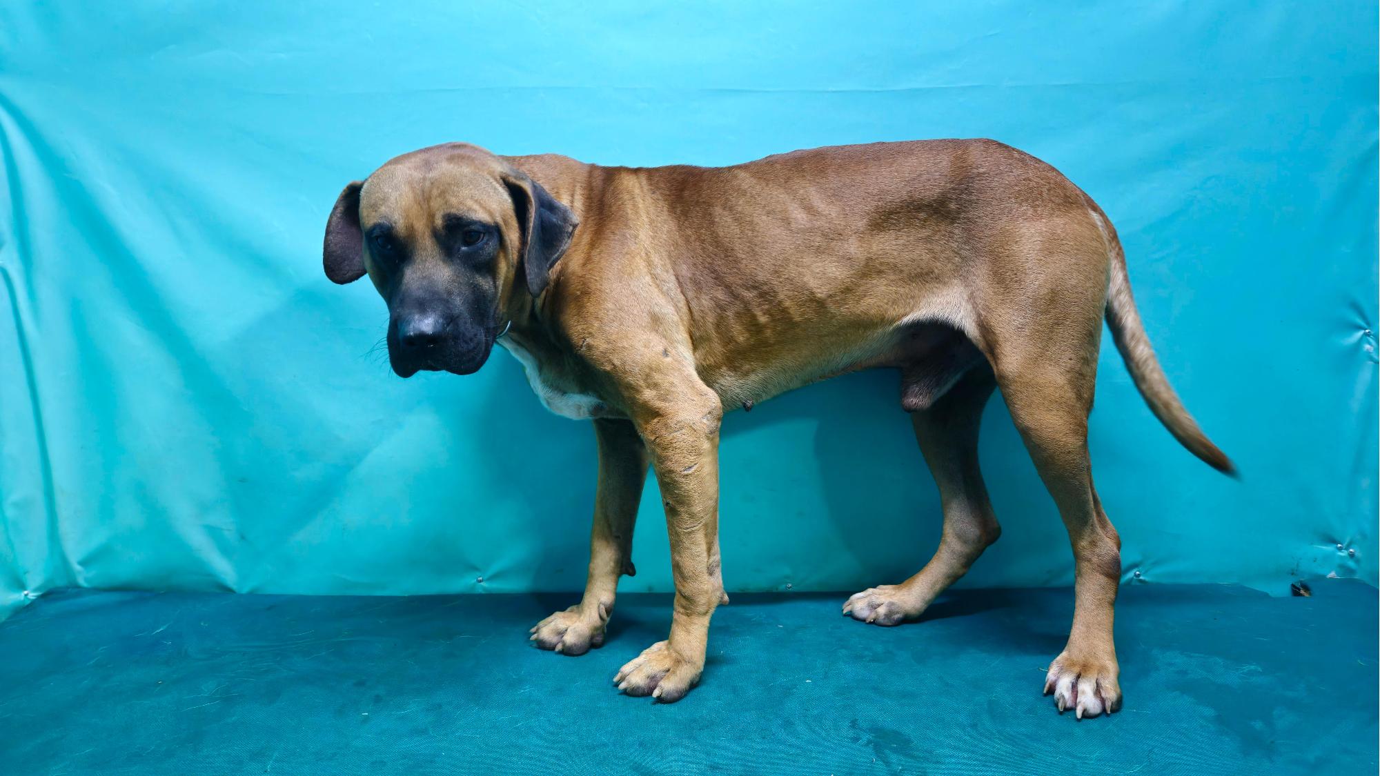 경산시유기동물보호소_447513202501284