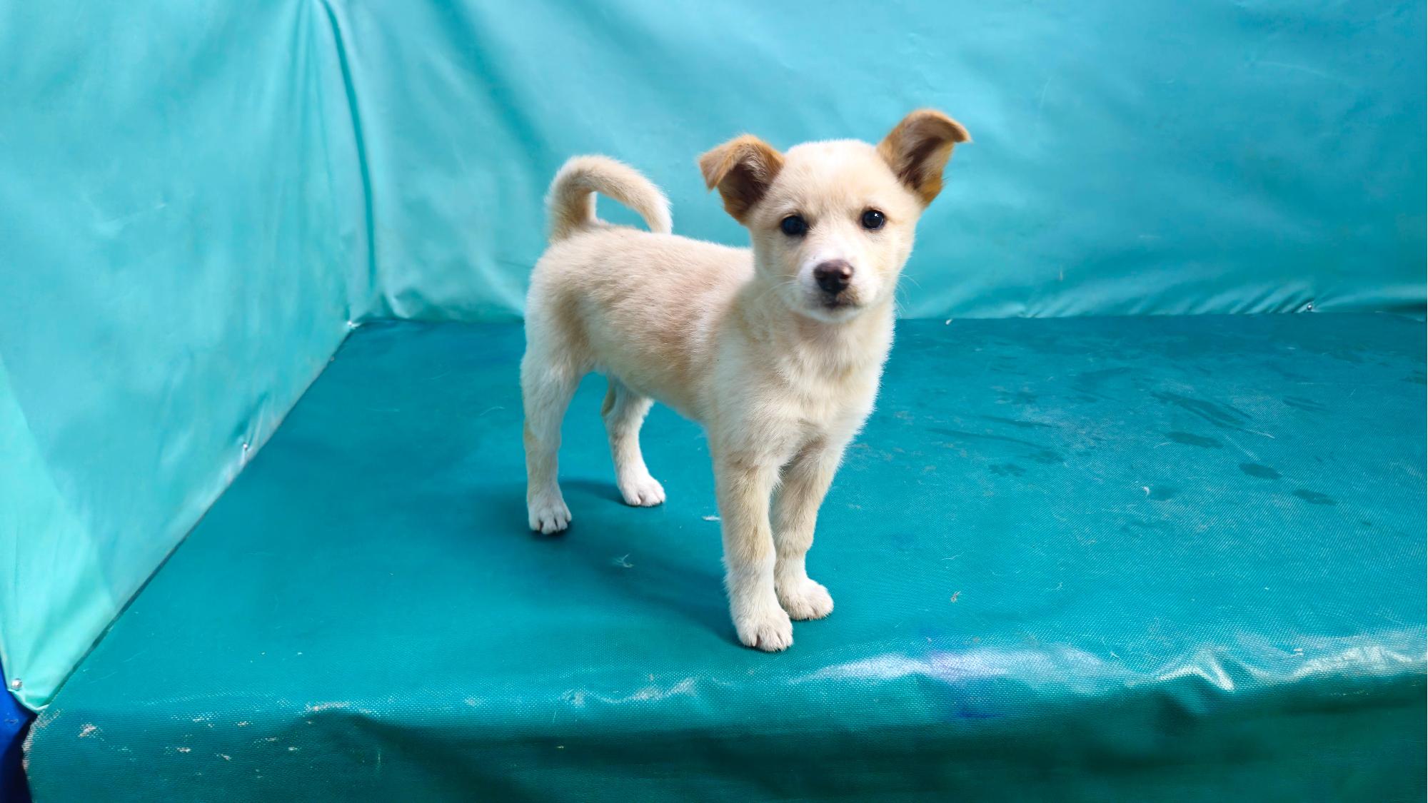 경산시유기동물보호소_447513202501287