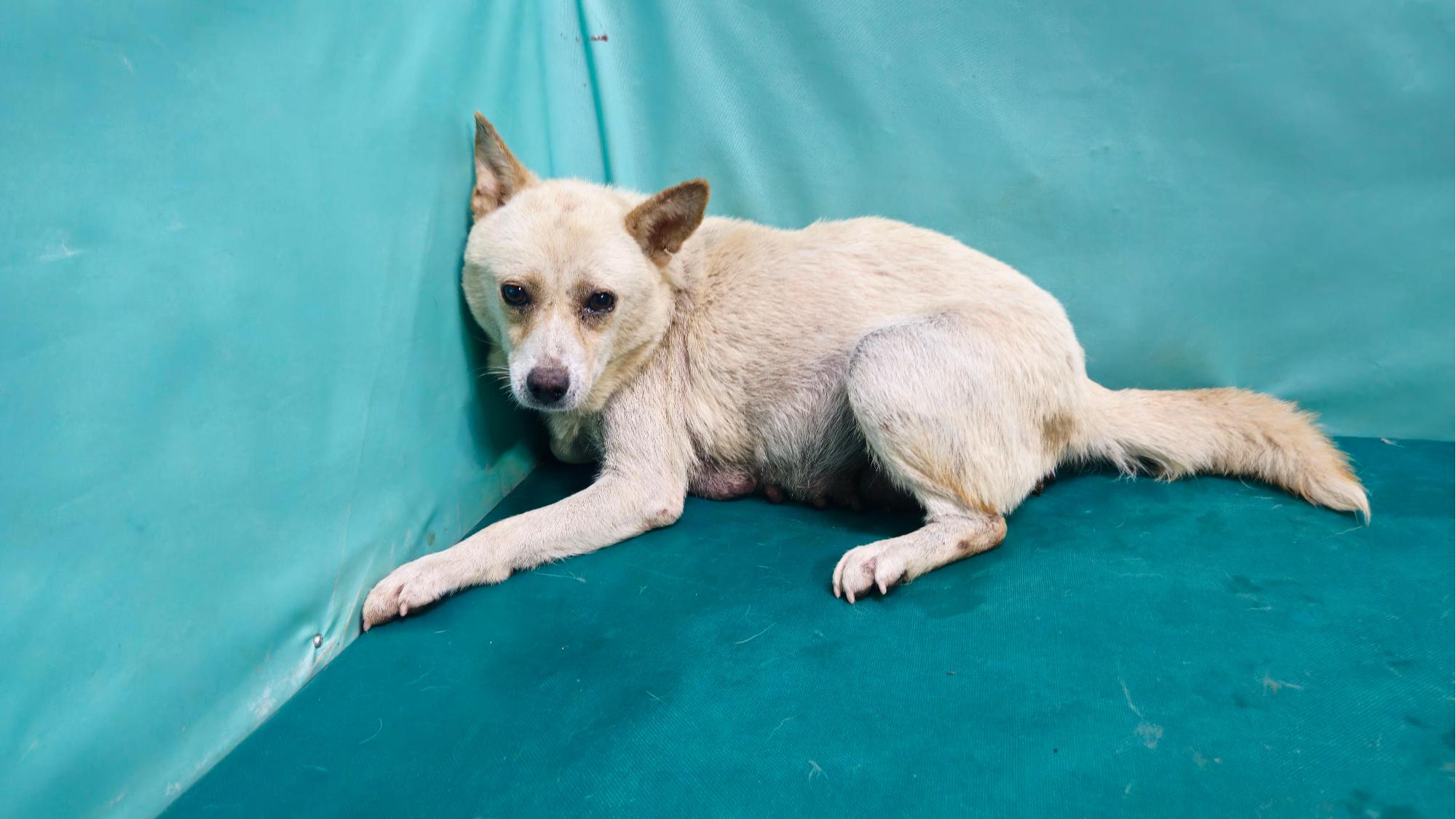 경산시유기동물보호소_447513202501286