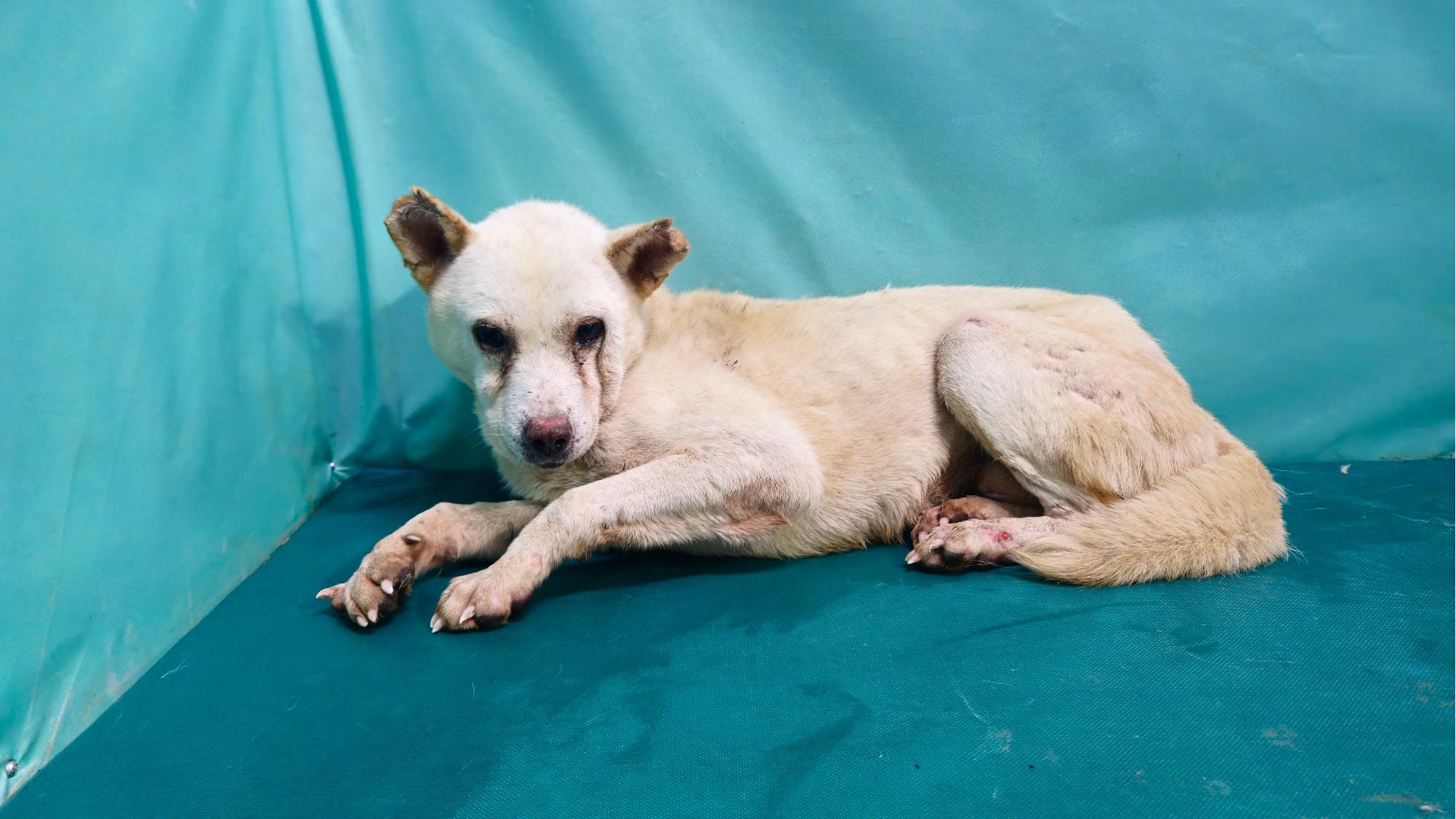 경산시유기동물보호소_447513202501285