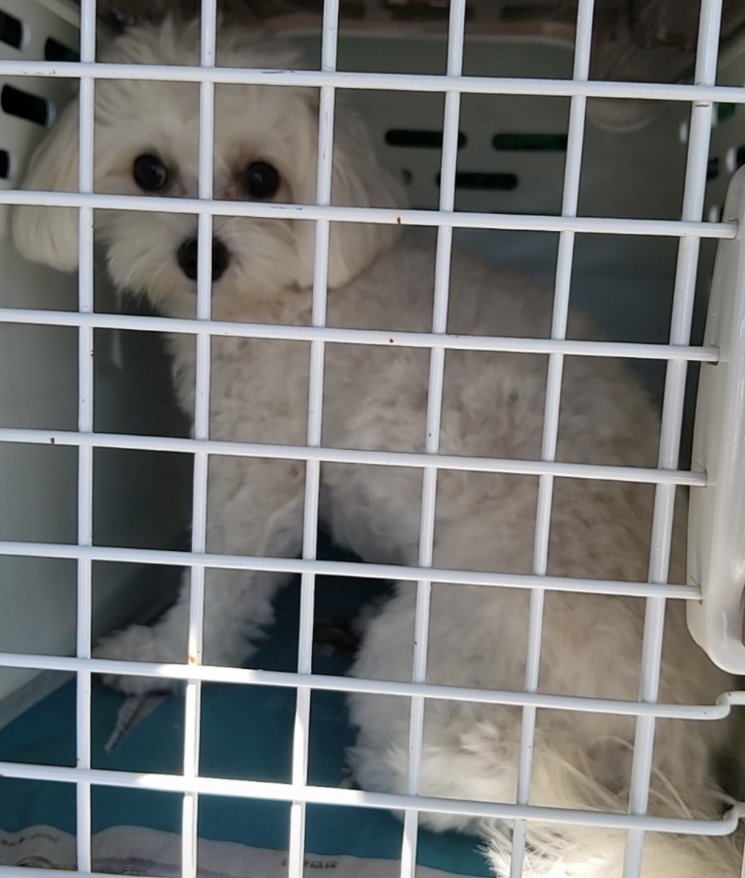 목포시유기동물보호소_446480202501445