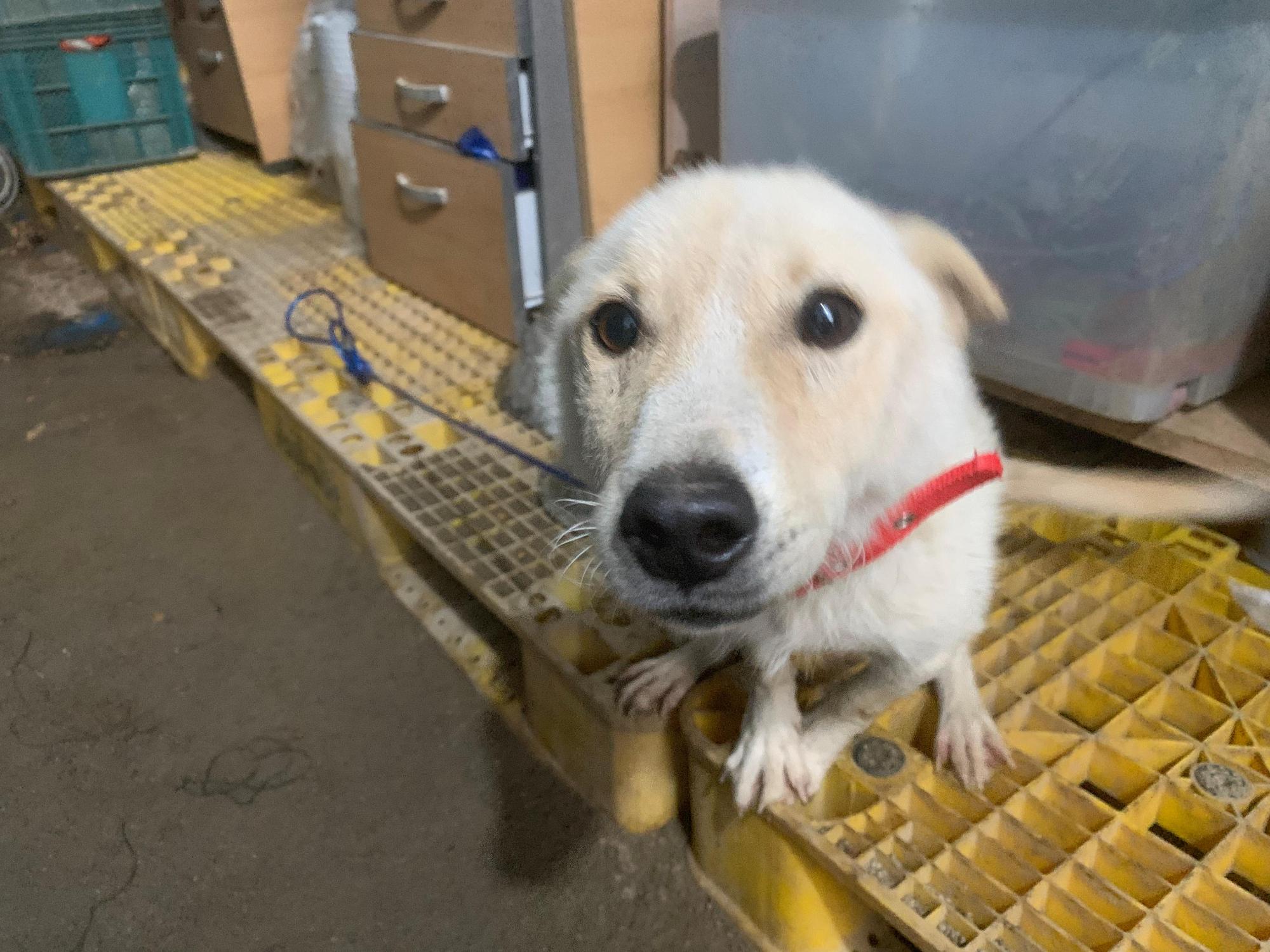 곡성군동물보호소_446486202500129