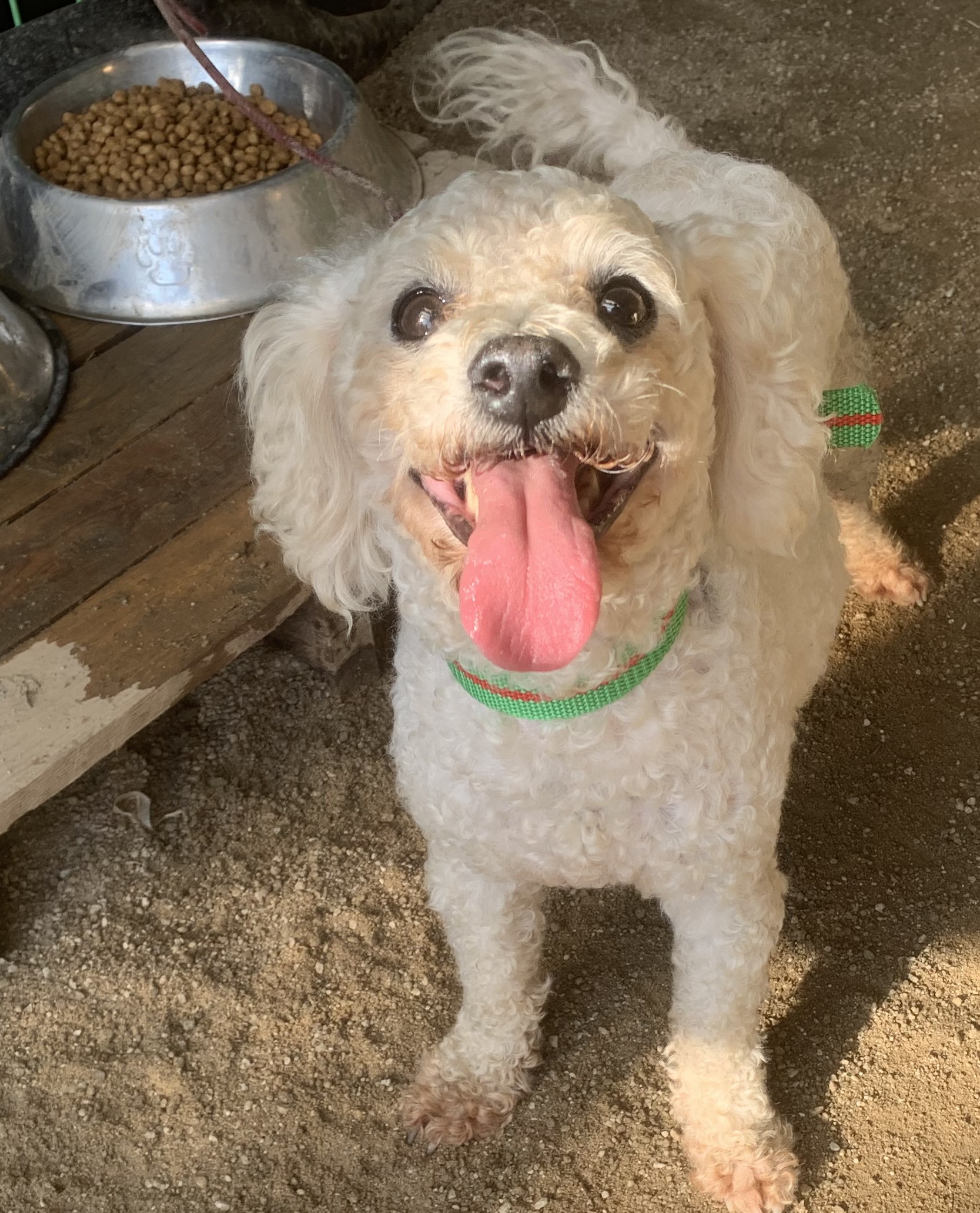 곡성군동물보호소_446486202500128