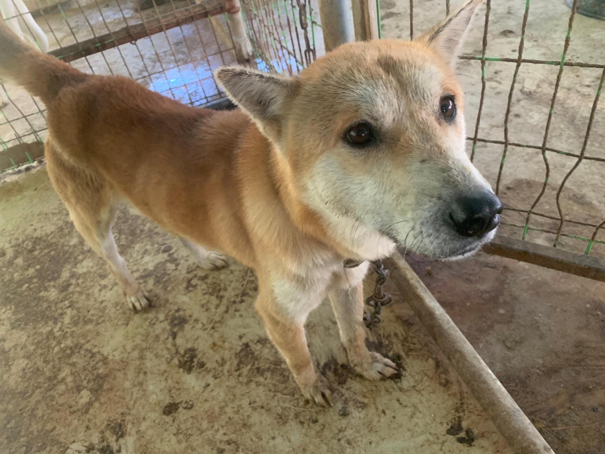 보호중 믹스견의 가…