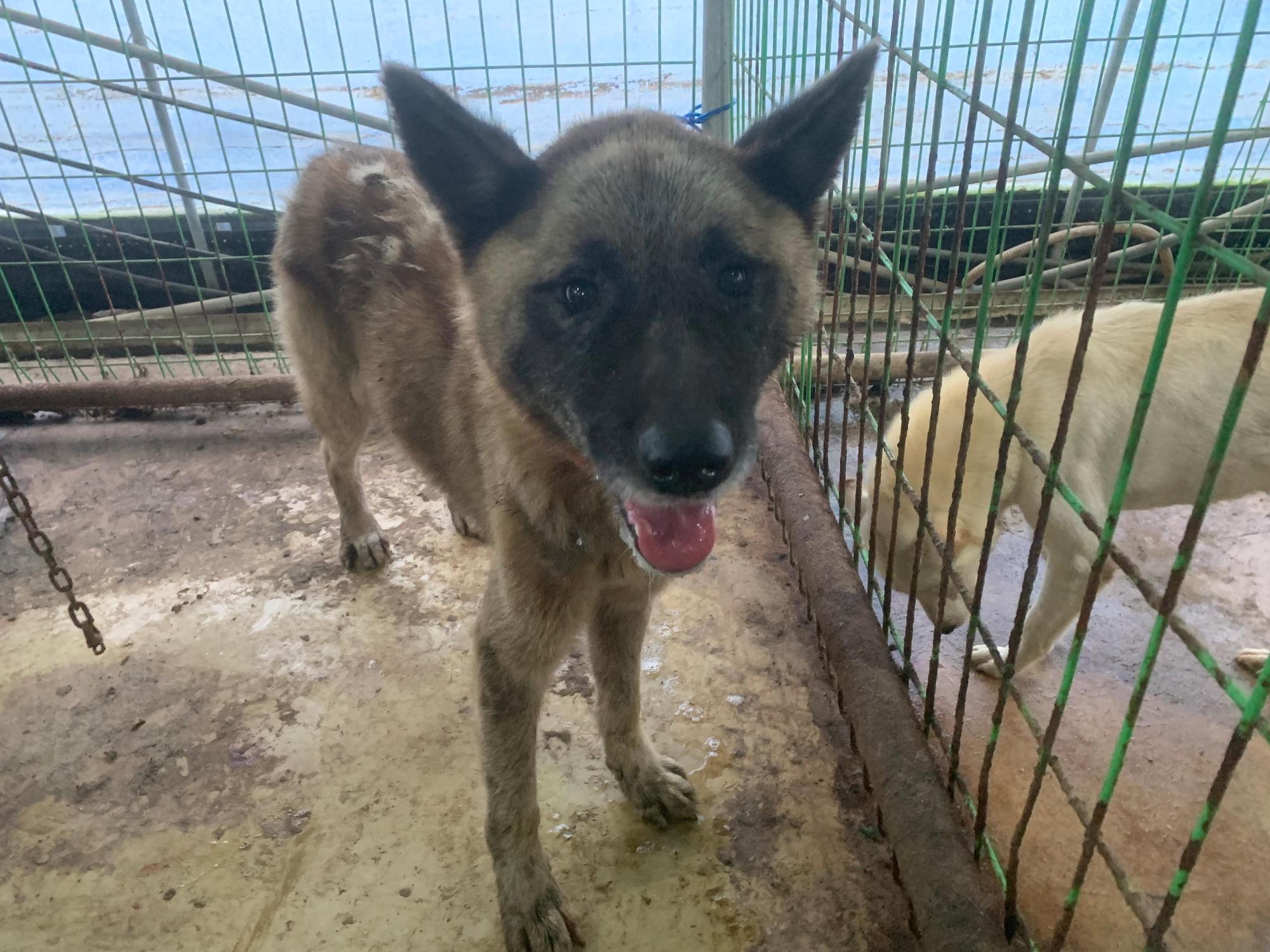 보호중 믹스견의 가…