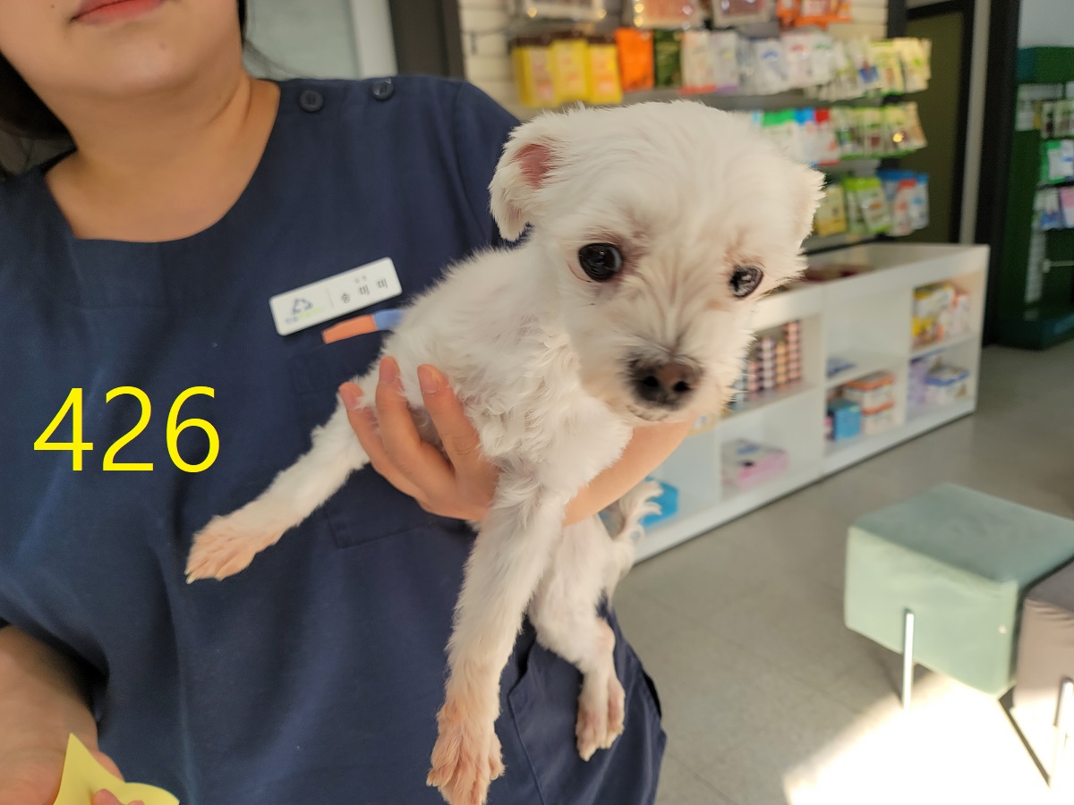 종료(반환) 말티즈…