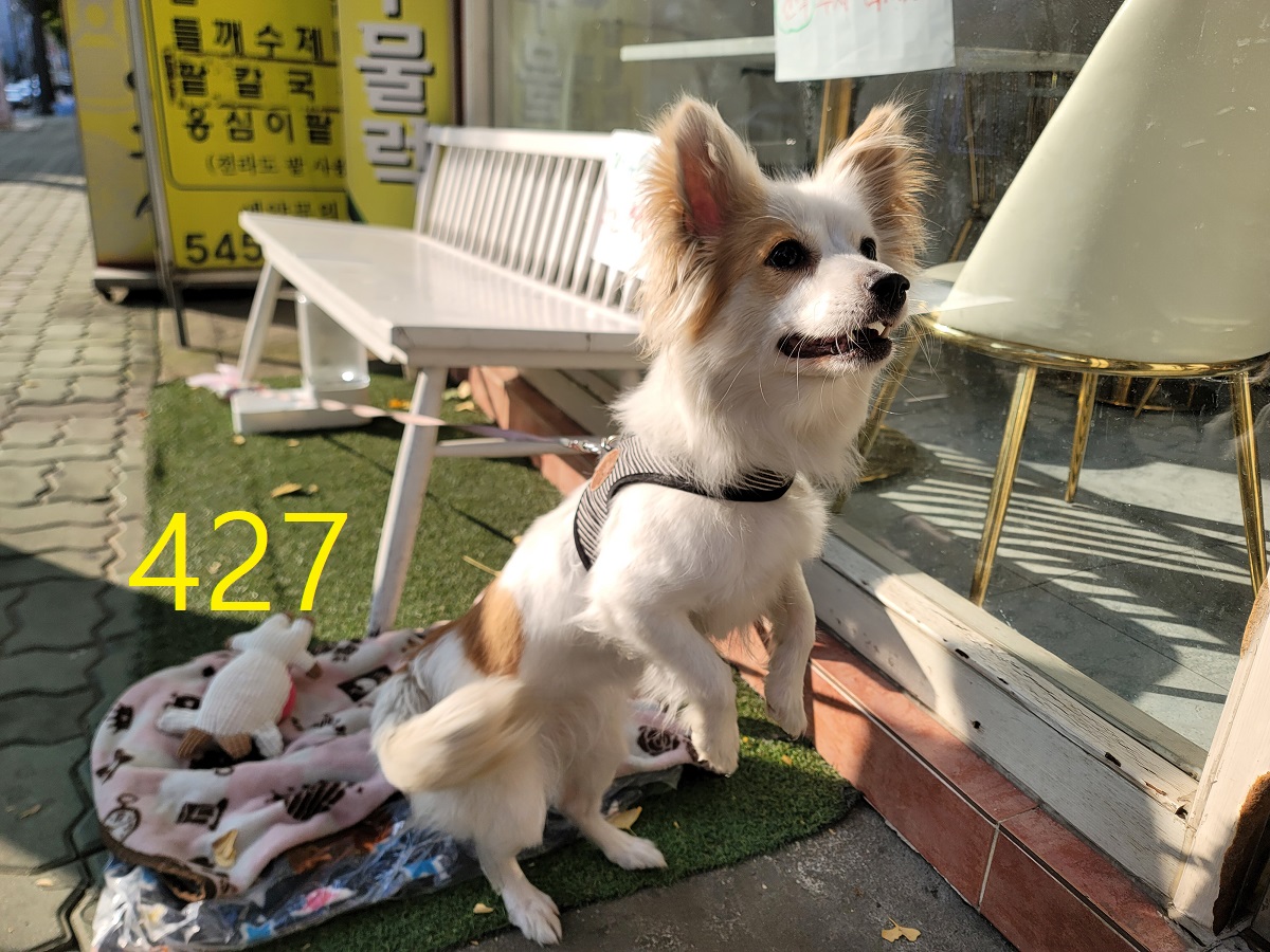 신영재동물병원_428355202500714