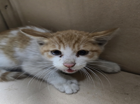 원주시동물보호센터_442419202500811