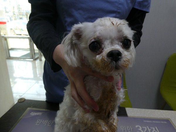 화원연합동물병원_427348202501088