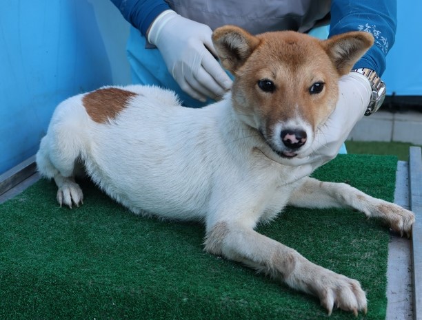 제주 동물보호센터_450650202502908