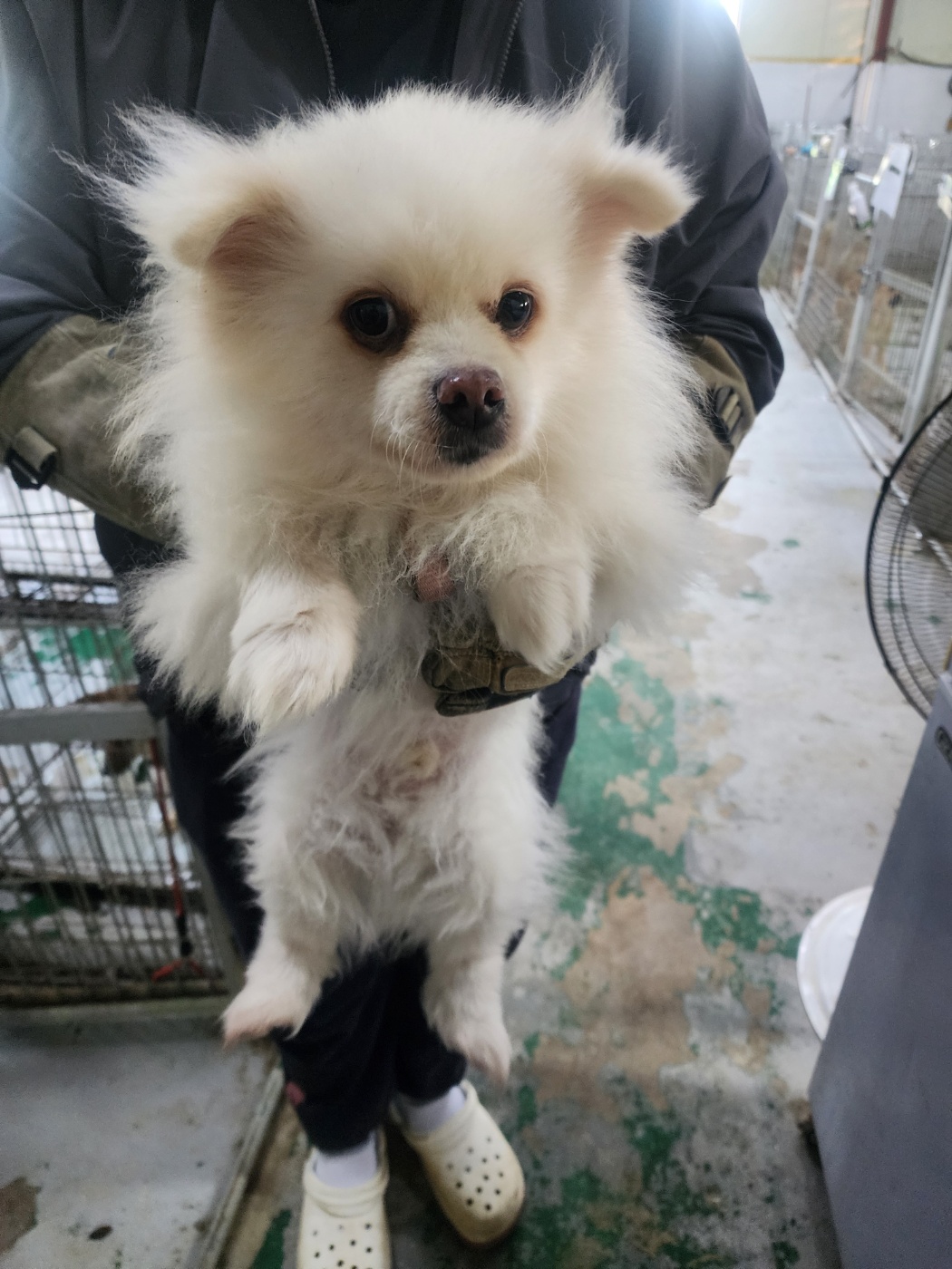 보호중 포메라니안의…