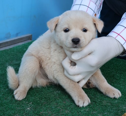 보호중 믹스견의 가…