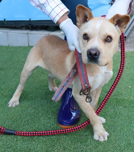 종료(입양) 믹스견…