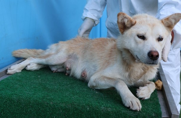 보호중 믹스견의 가…