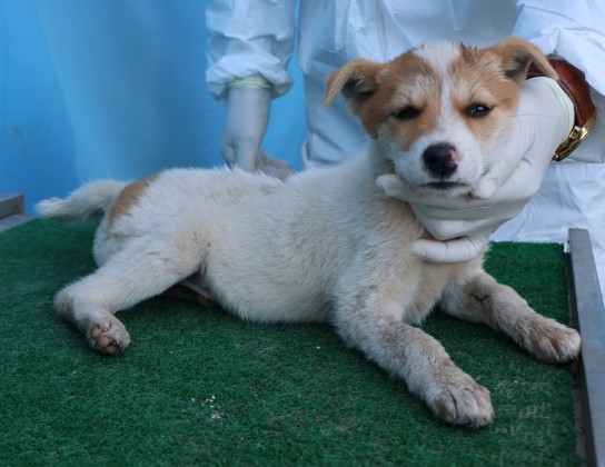 제주 동물보호센터_450650202502907