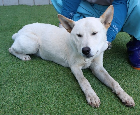 제주 동물보호센터_450650202502904