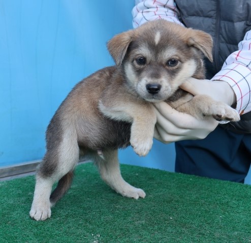 보호중 믹스견의 가…